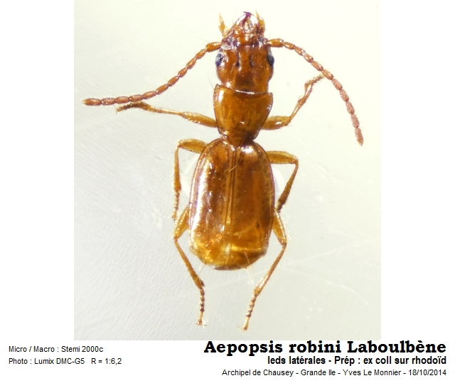 Aepopsis robini Laboulbène, 1849 #39414