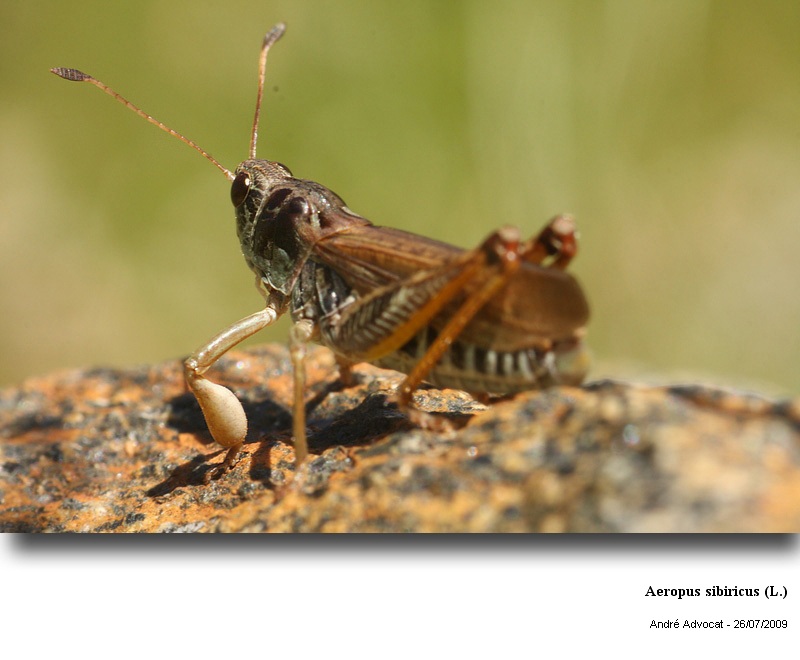 Aeropus sibiricus L. (Criquet de Sibérie) #13763