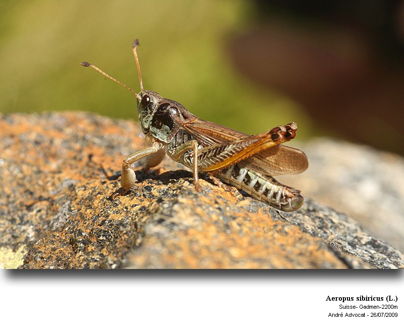 Aeropus sibiricus L. (Criquet de Sibérie) #13762