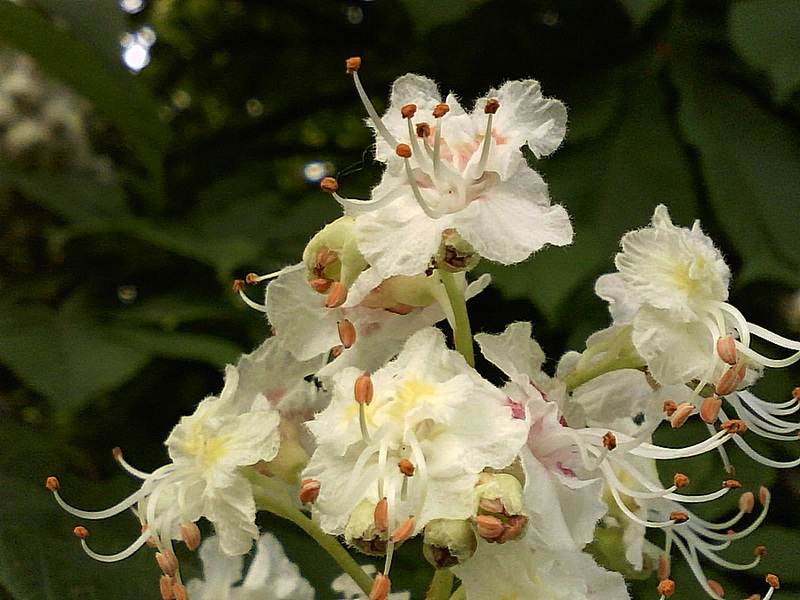 Aesculus hippocastanum - Fleur #31011