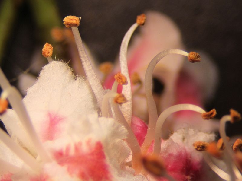 Aesculus hippocastanum-Marronnier d Inde #63339
