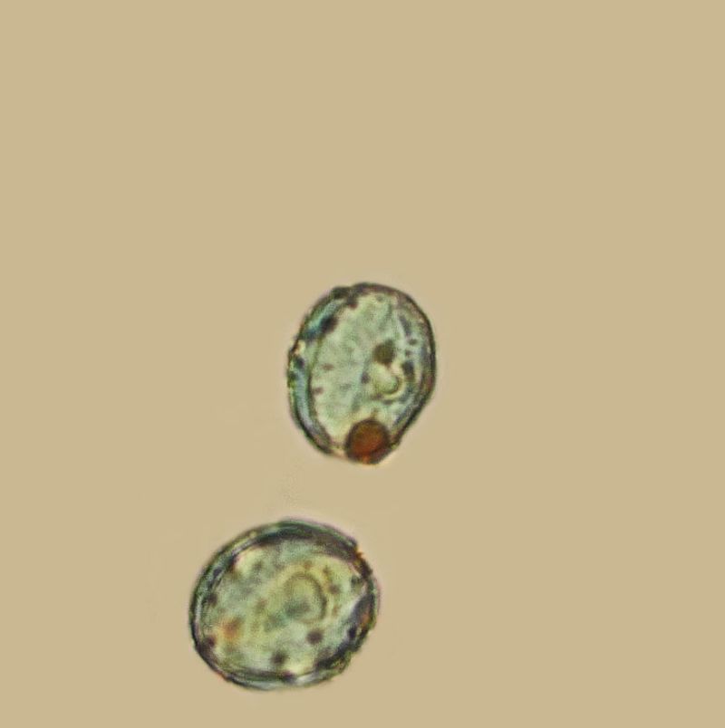 Aesculus hippocastanum-Marronnier d Inde #63342
