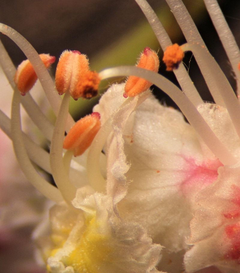 Aesculus hippocastanum-Marronnier d Inde #63335