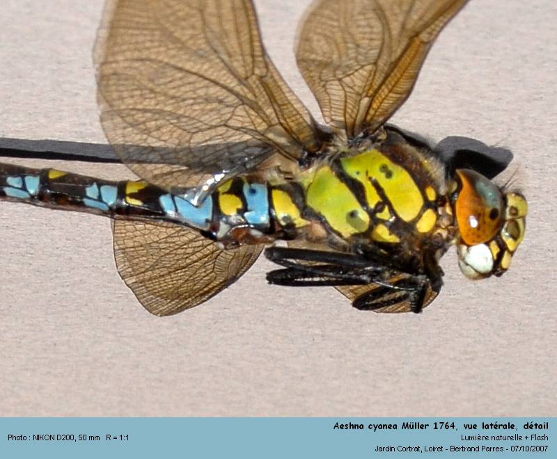 Aeshna cyanea Müller 1764 #332