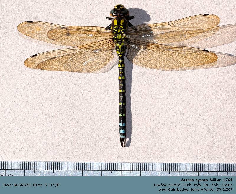 Aeshna cyanea Müller 1764 #329
