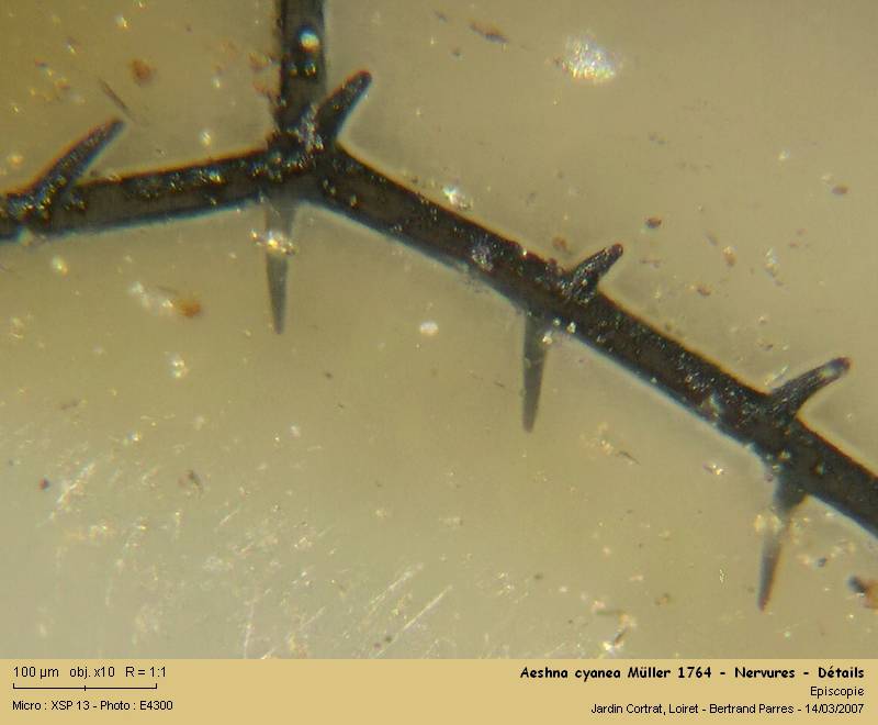 Aeshna cyanea Müller 1764 #1056