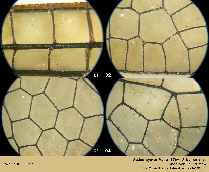 Aeshna cyanea Müller 1764 #1055