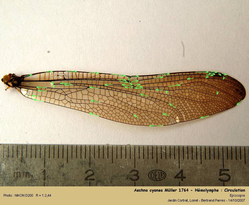 Aeshna cyanea Müller 1764 #1057