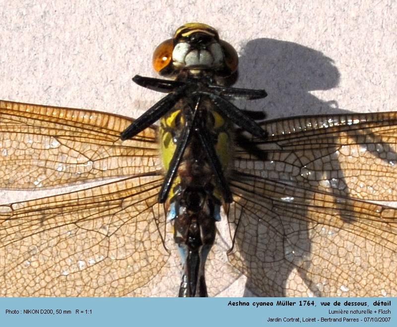 Aeshna cyanea Müller 1764 #333