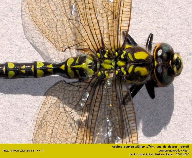 Aeshna cyanea Müller 1764 #331