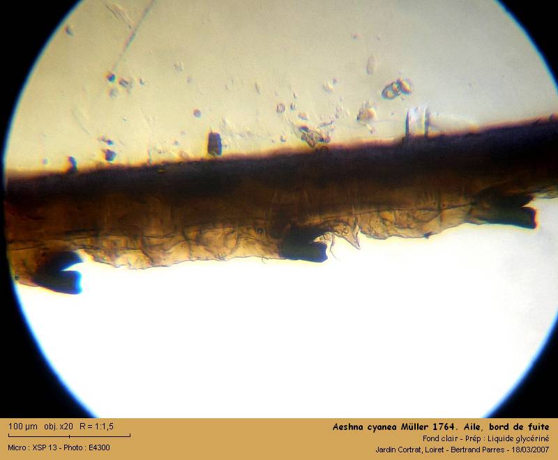 Aeshna cyanea Müller 1764 #1053