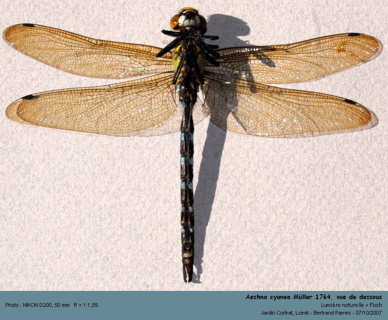 Aeshna cyanea Müller 1764 #330