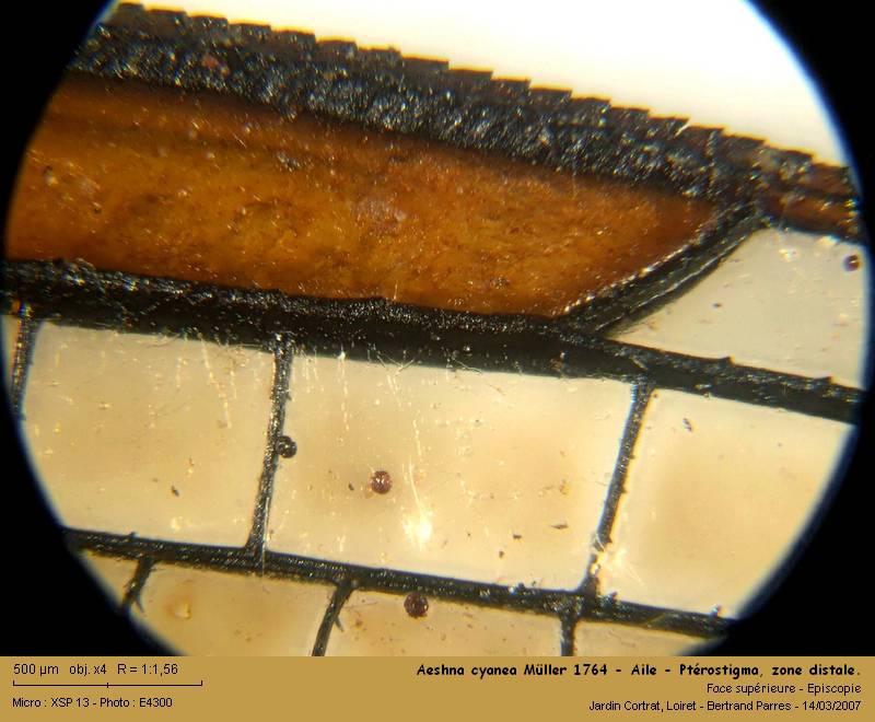Aeshna cyanea Müller 1764 #1050