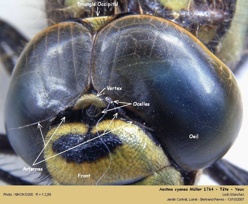 Aeshna cyanea Müller 1764 #335
