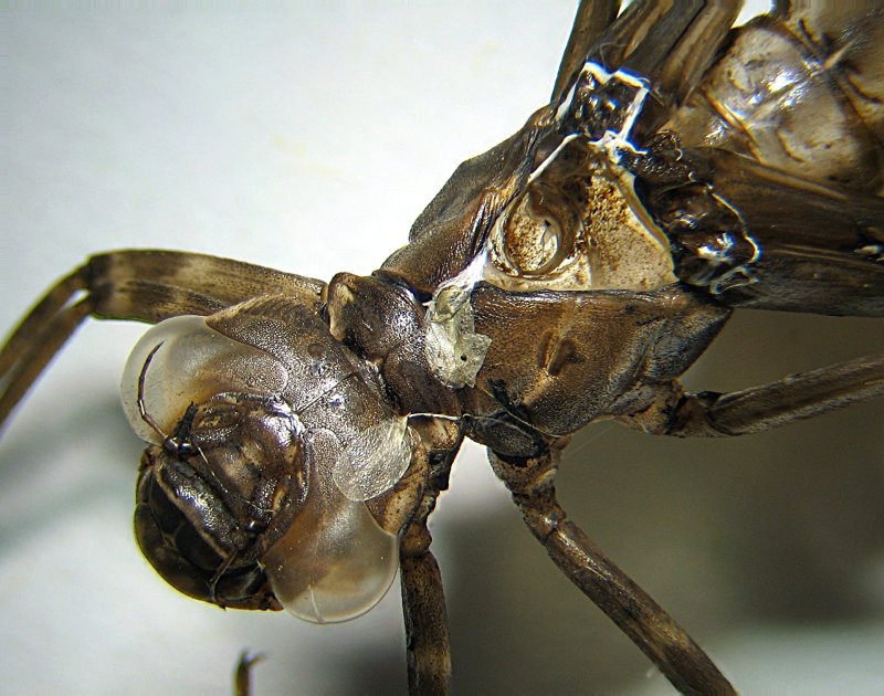 Aeshna cyanea, exuvie #5161