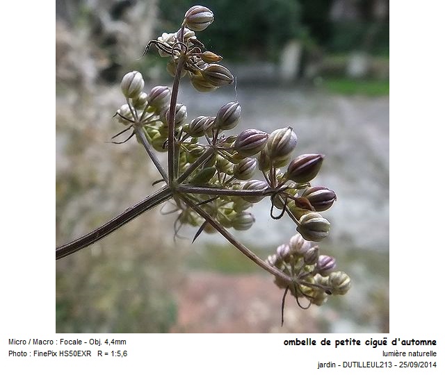 Aethusa Cynapium - Petite Ciguë #39080