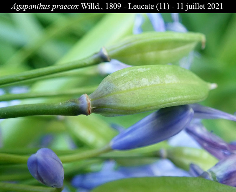 Agapanthus praecox #68352