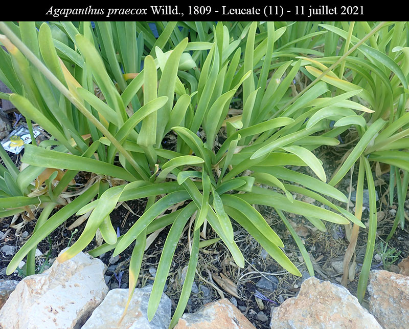 Agapanthus praecox #68346