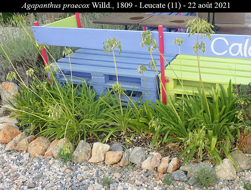 Agapanthus praecox #68345