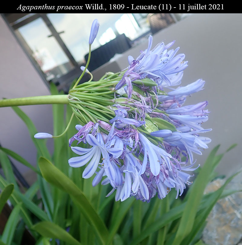 Agapanthus praecox #68347