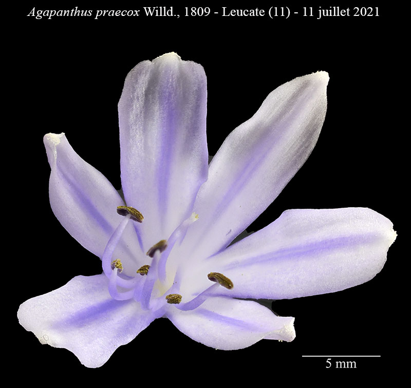 Agapanthus praecox #68356