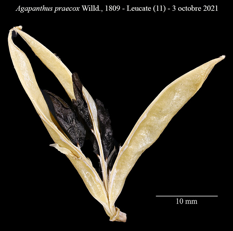 Agapanthus praecox #68354