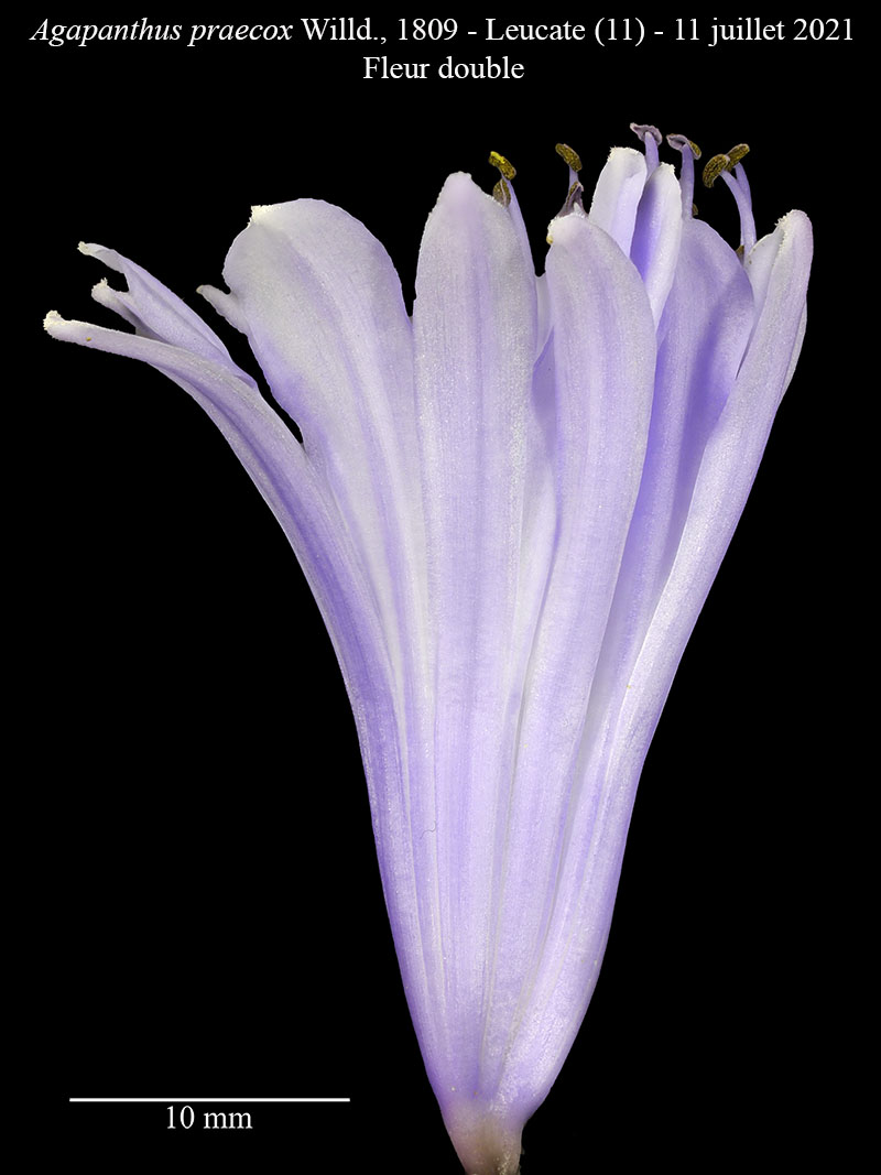 Agapanthus praecox #68351