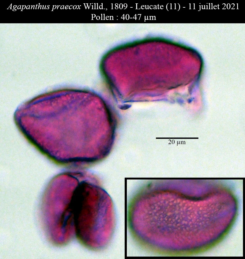 Agapanthus praecox #68357