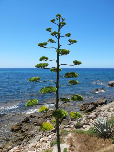 Agave americana #50620
