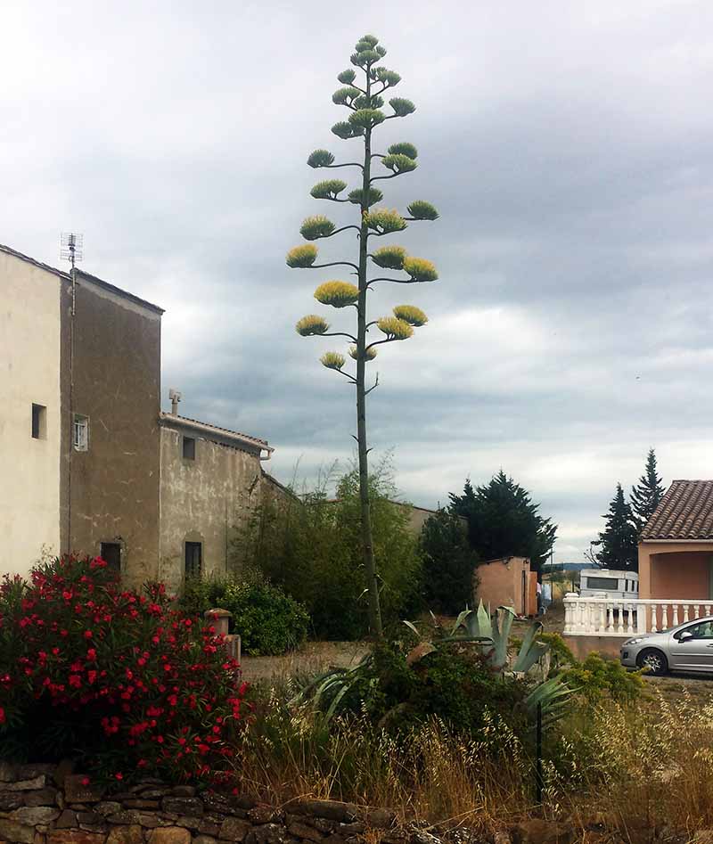Agave americana #50623