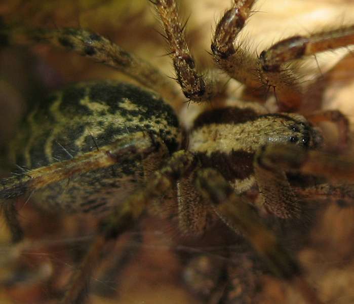 Agelena labyrinthica - Clerck 1758 #2779