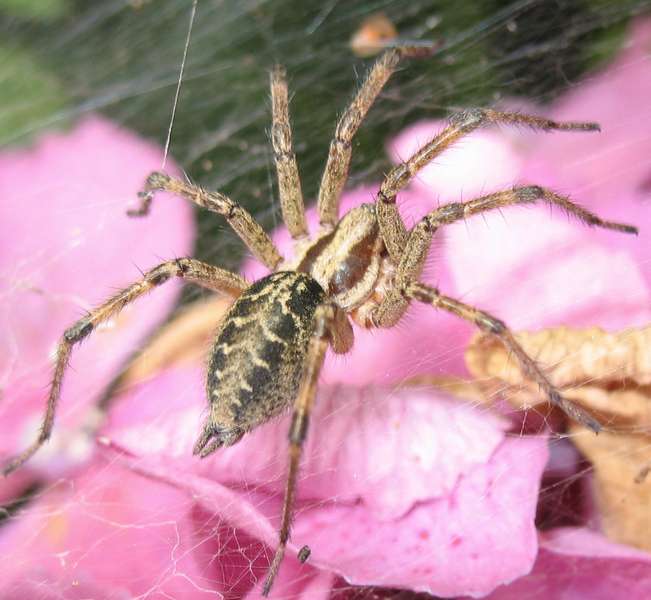 Agelena labyrinthica - Clerck 1758 #2778