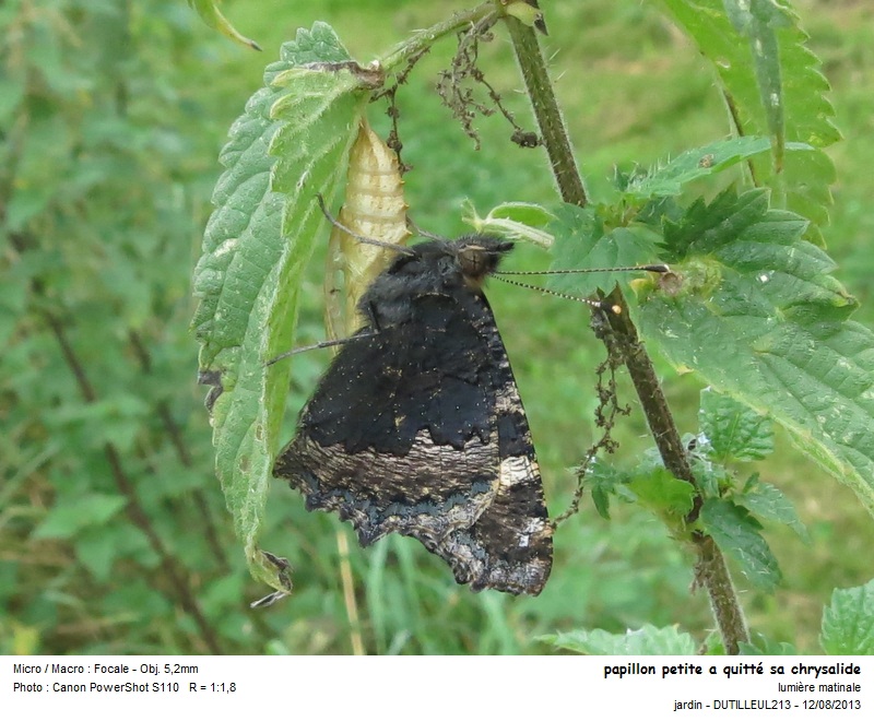 Aglais urticae #33308