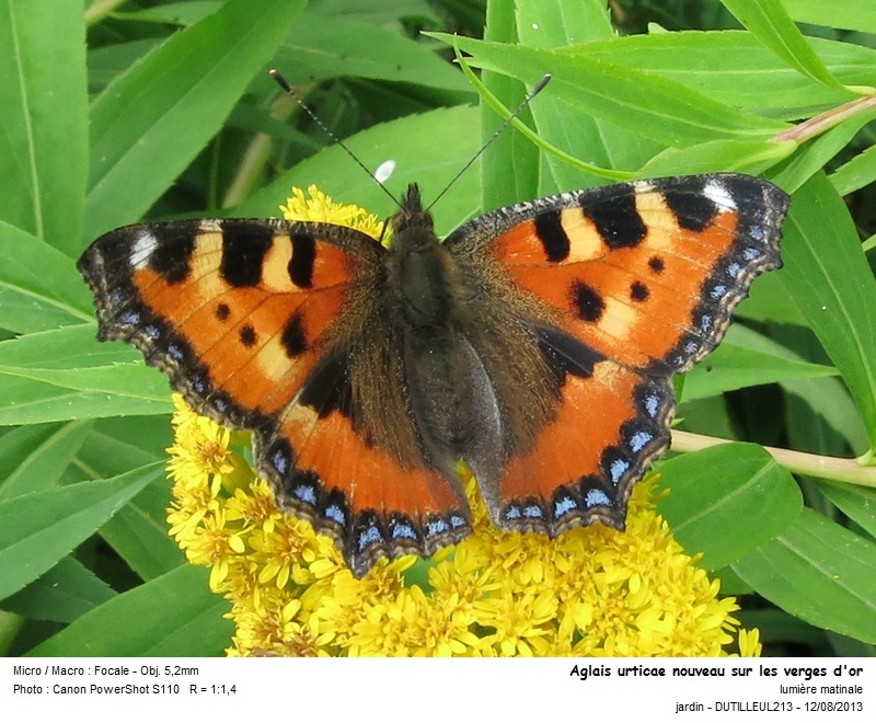 Aglais urticae #33307