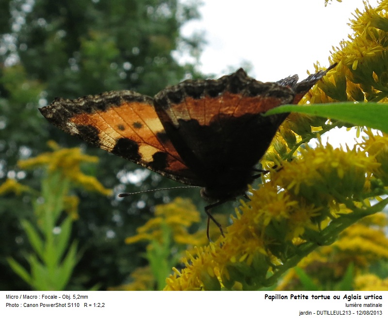 Aglais urticae #33305