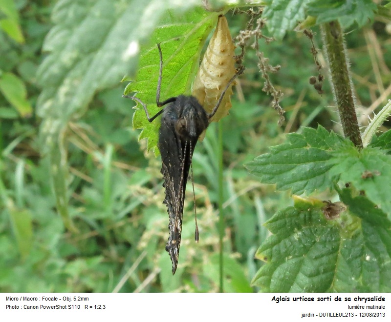 Aglais urticae #33309