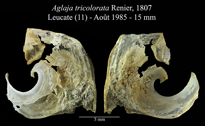Aglaja tricolorata #59268
