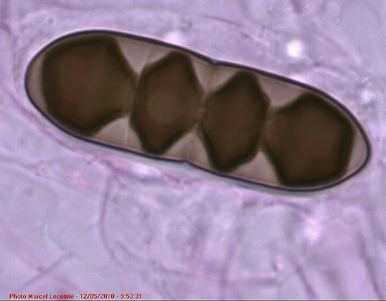 Aglaospora profusa #20054