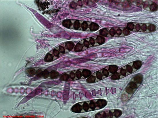Aglaospora profusa #20053