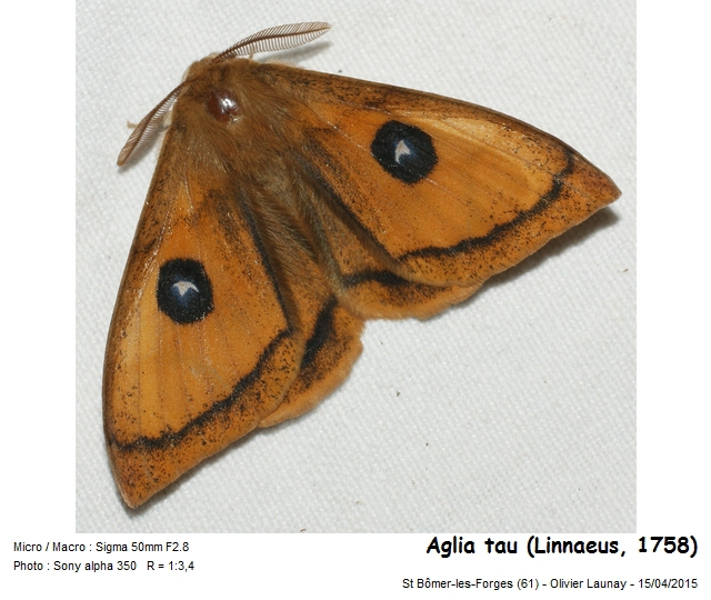 Aglia tau (Linnaeus, 1758) - La Hachette #43777