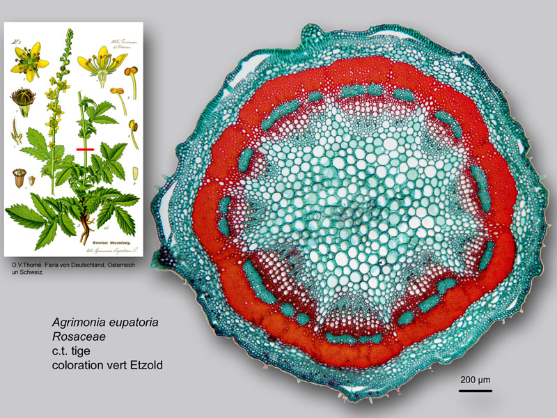 Agrimonia eupatoria, histologie, histology. #23319