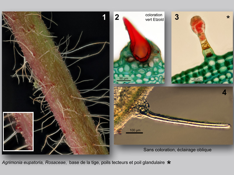Agrimonia eupatoria, histologie, histology. #23322