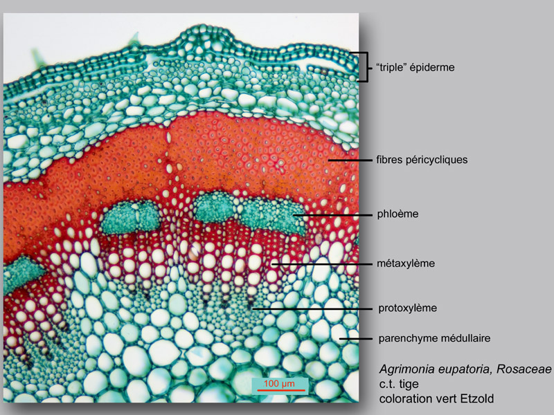 Agrimonia eupatoria, histologie, histology. #23320