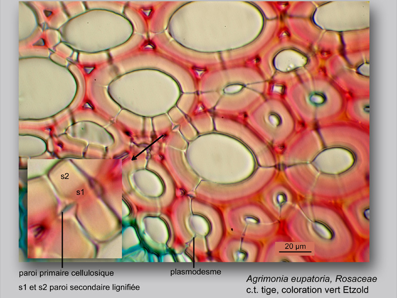 Agrimonia eupatoria, histologie, histology. #23321