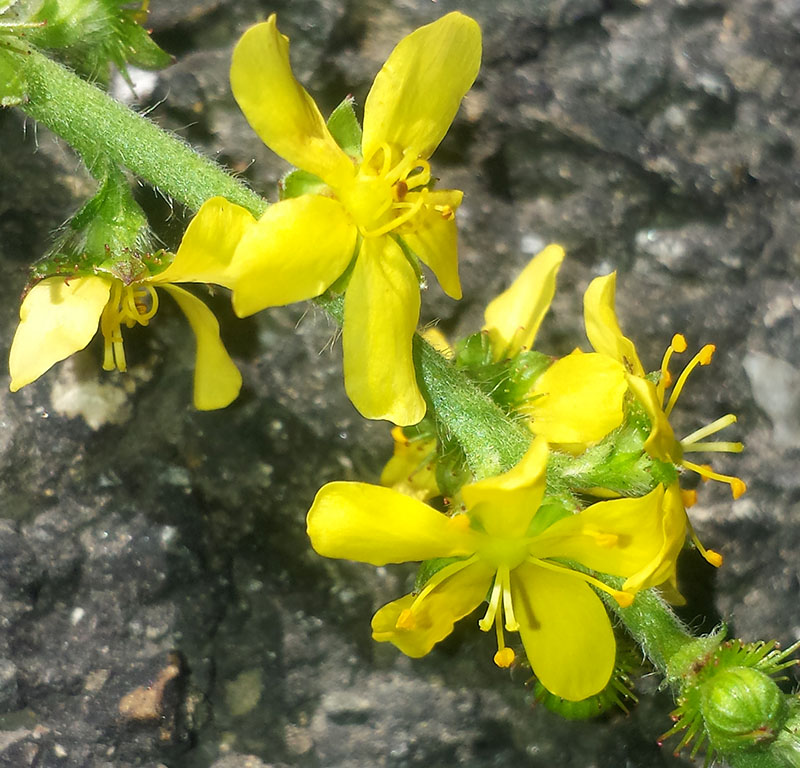 Agrimonia eupatoria #53989
