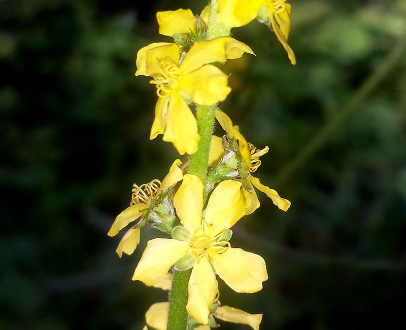 Agrimonia eupatoria #53985