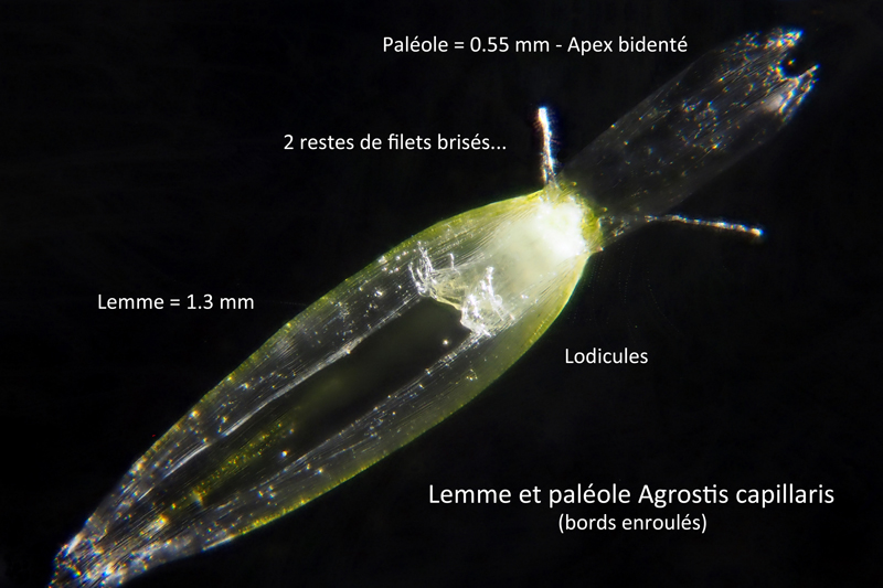 Agrostis capillaris : Une Poacée très courante #60051