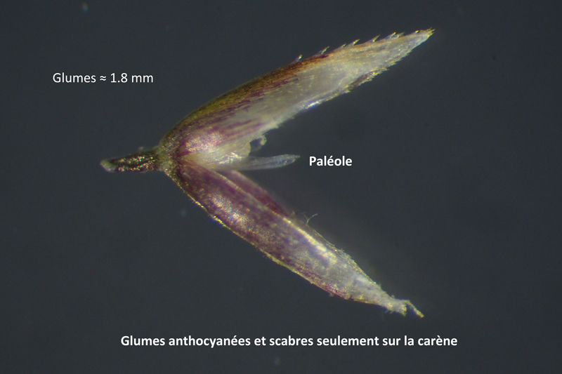 Agrostis capillaris : Une Poacée très courante #60052