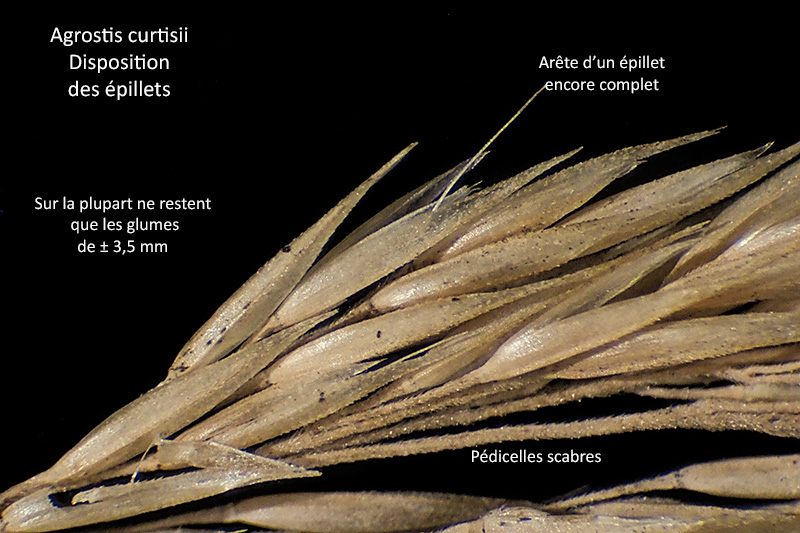 Agrostis curtisii Kerguélen - Agrostis à soies #80286