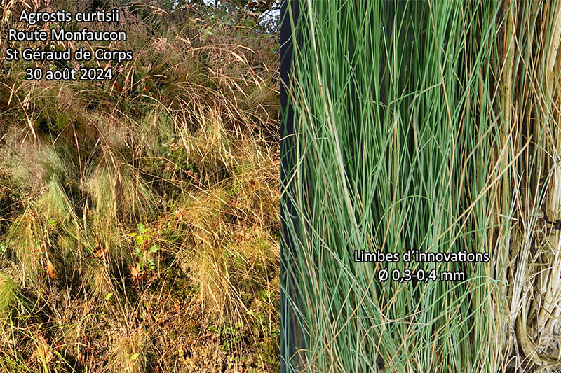 Agrostis curtisii Kerguélen - Agrostis à soies #80284